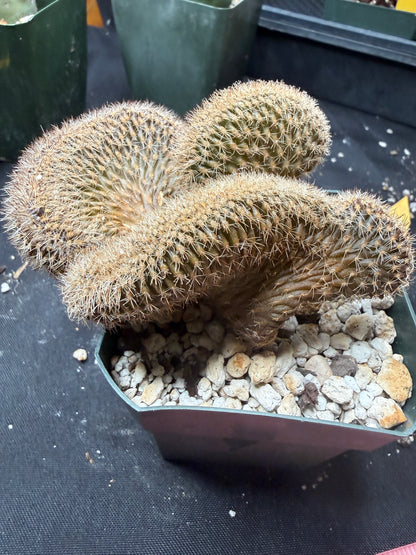 Lobivia aracnacantha crest 850
