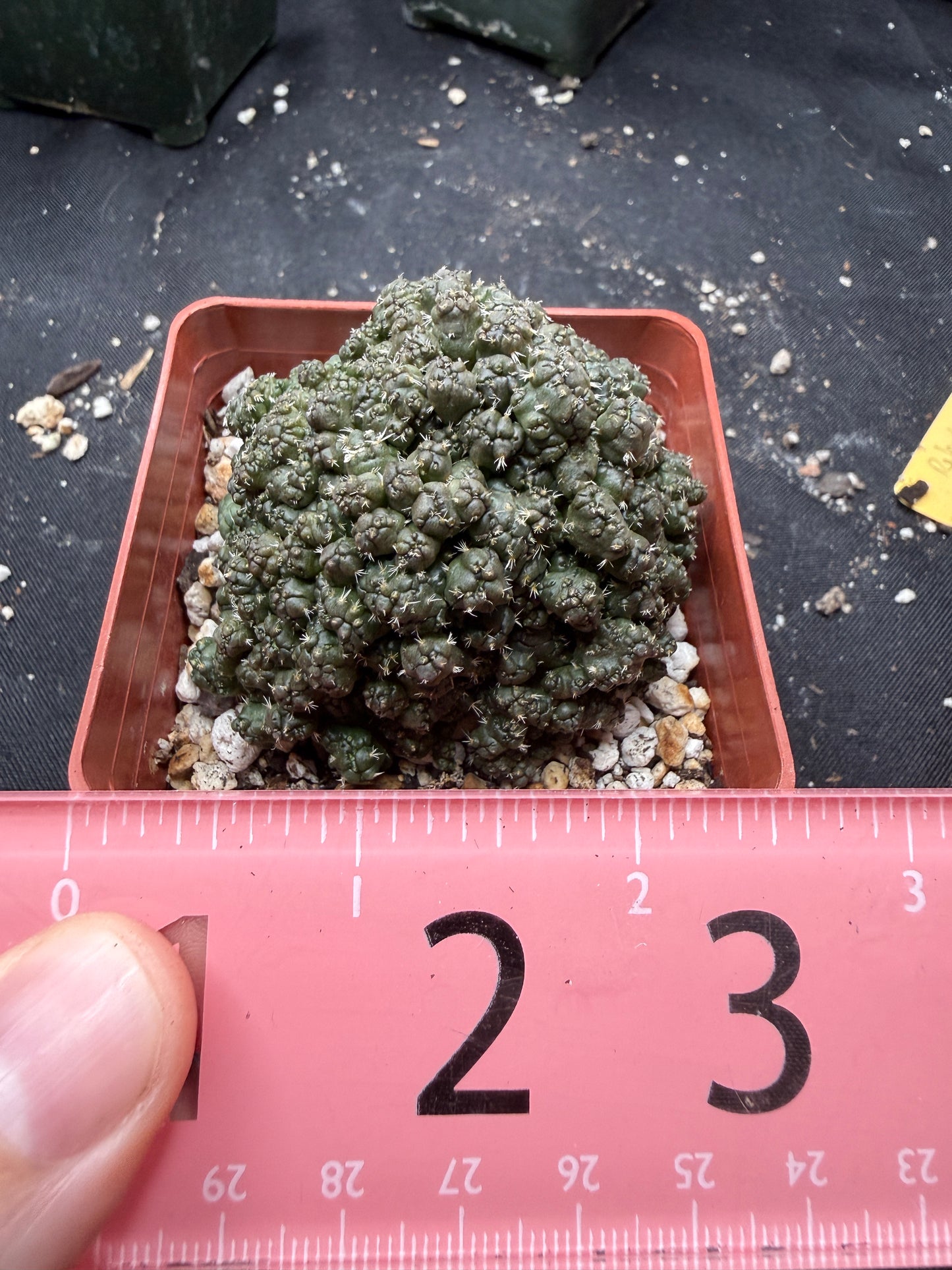 Coryphantha Elephantidens monstrose 847