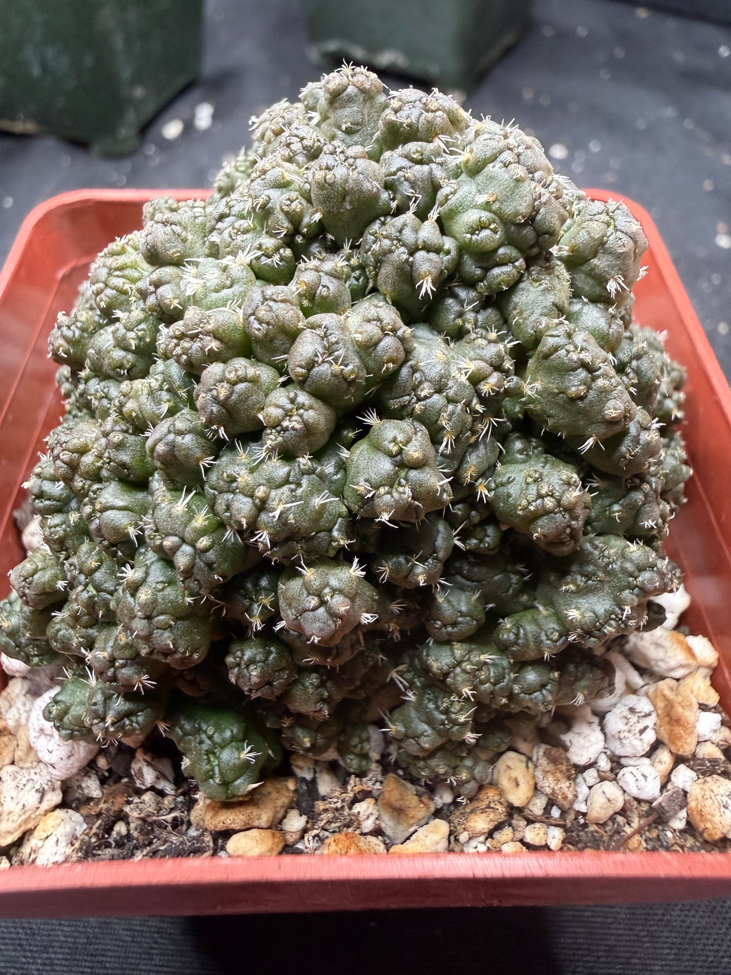 Coryphantha Elephantidens monstrose 847