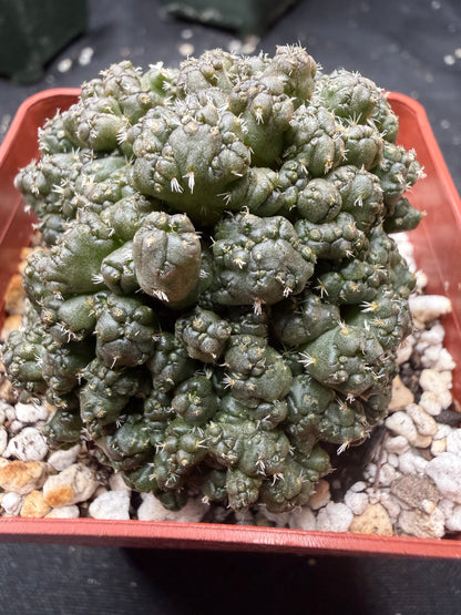 Coryphantha Elephantidens monstrose 847