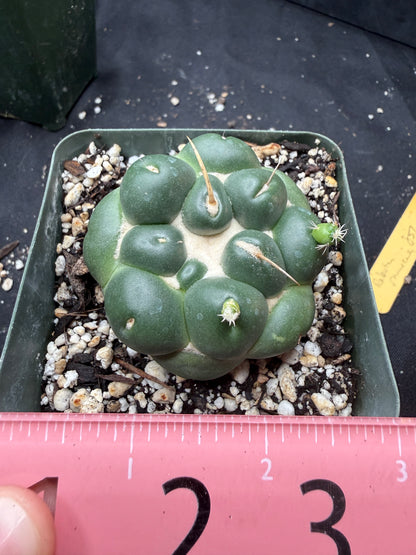 Coryphantha inermis 845