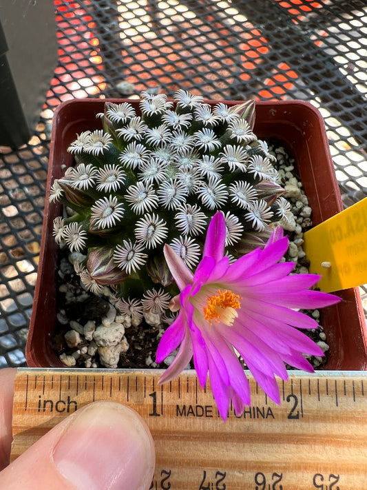 Mammillaria hernandezii cactus #2