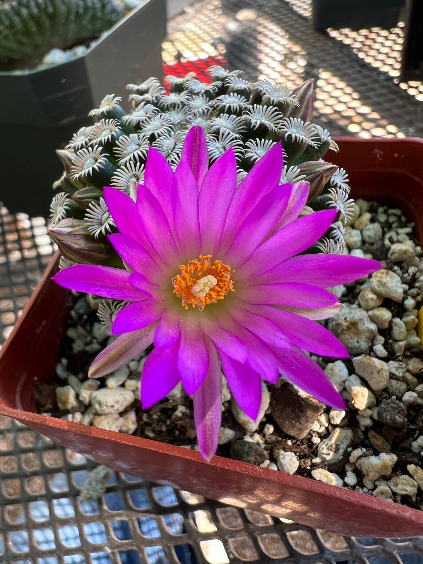 Mammillaria hernandezii cactus #2