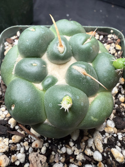 Coryphantha inermis 845