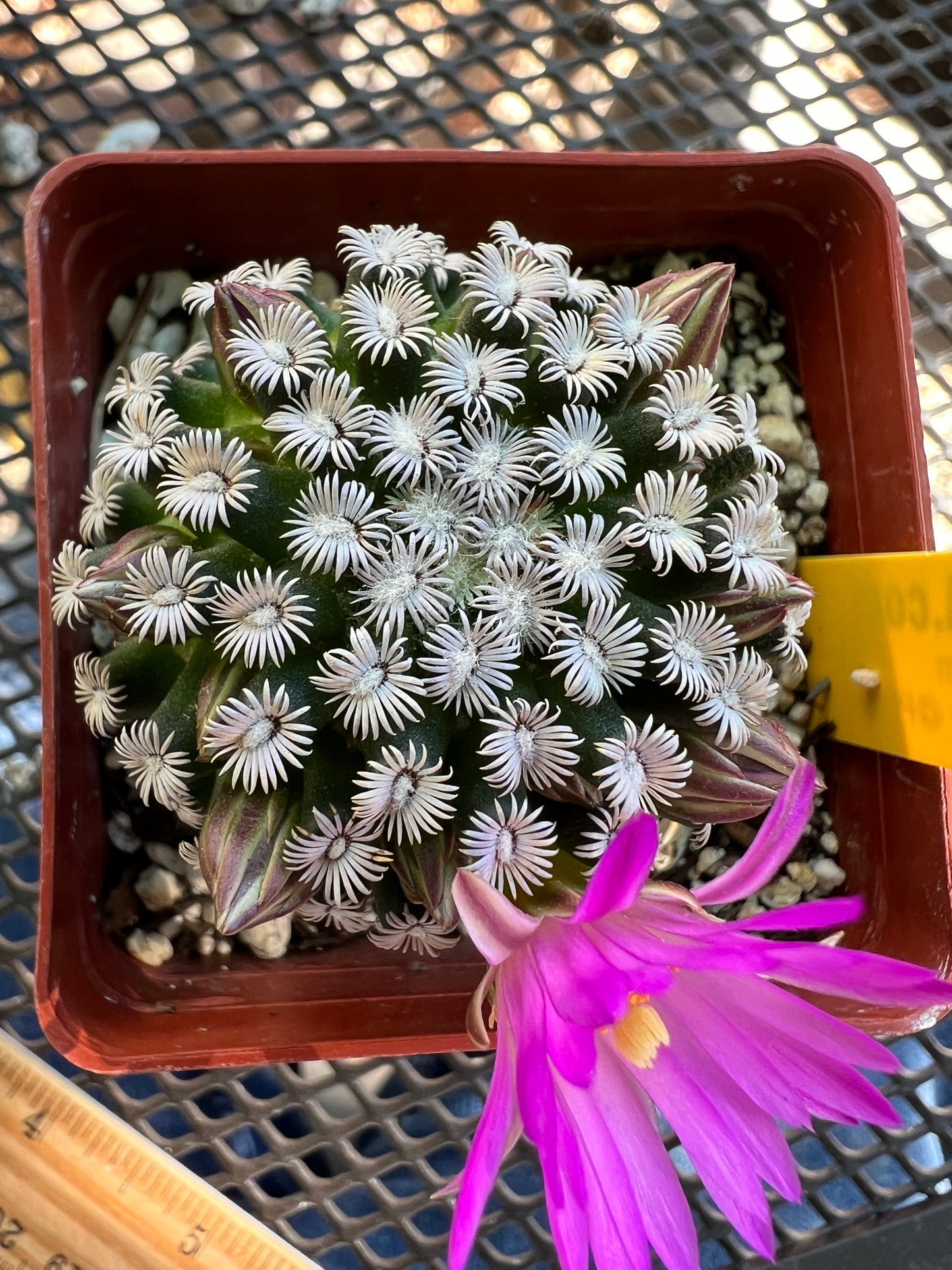 Mammillaria hernandezii cactus #2