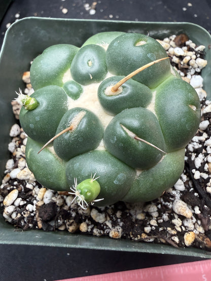 Coryphantha inermis 845