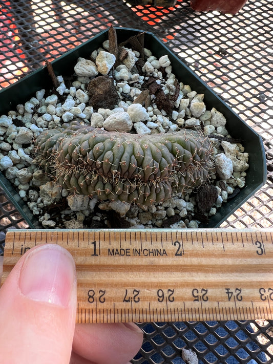 Gymnocalycium ochoterranae crest