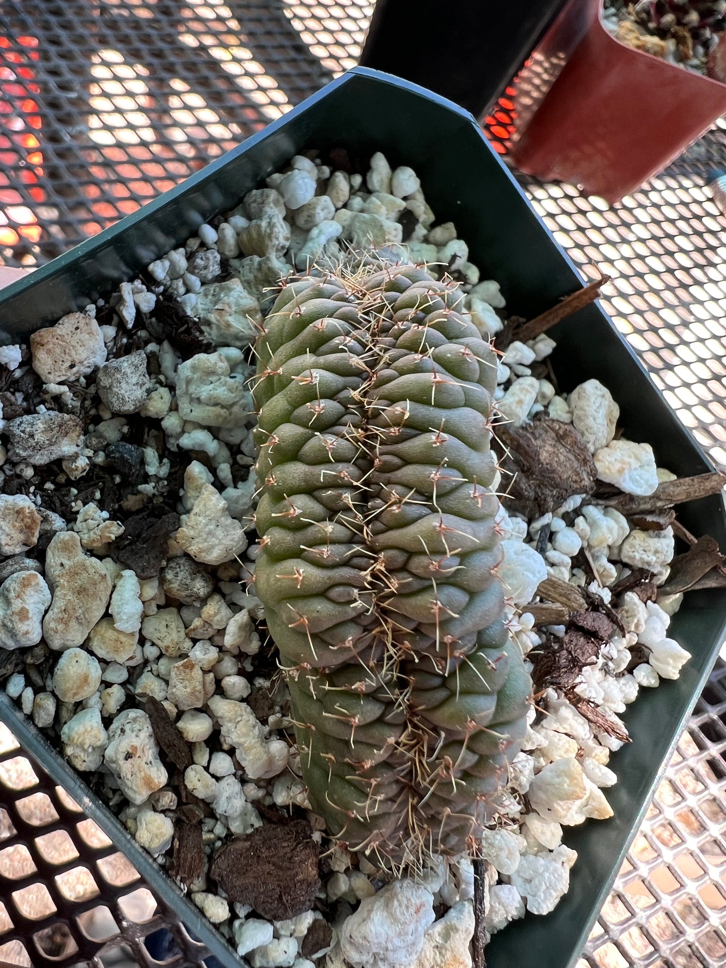 Gymnocalycium ochoterranae crest