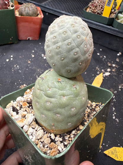 Tephrocactus geometricans 843