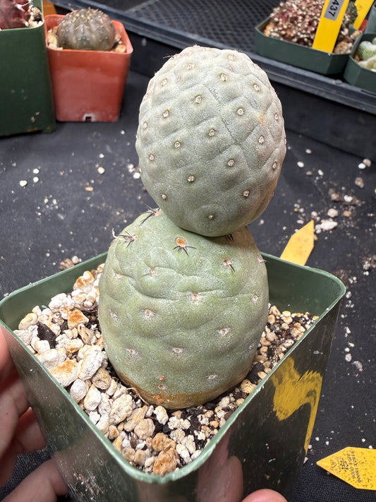 Tephrocactus geometricans 843