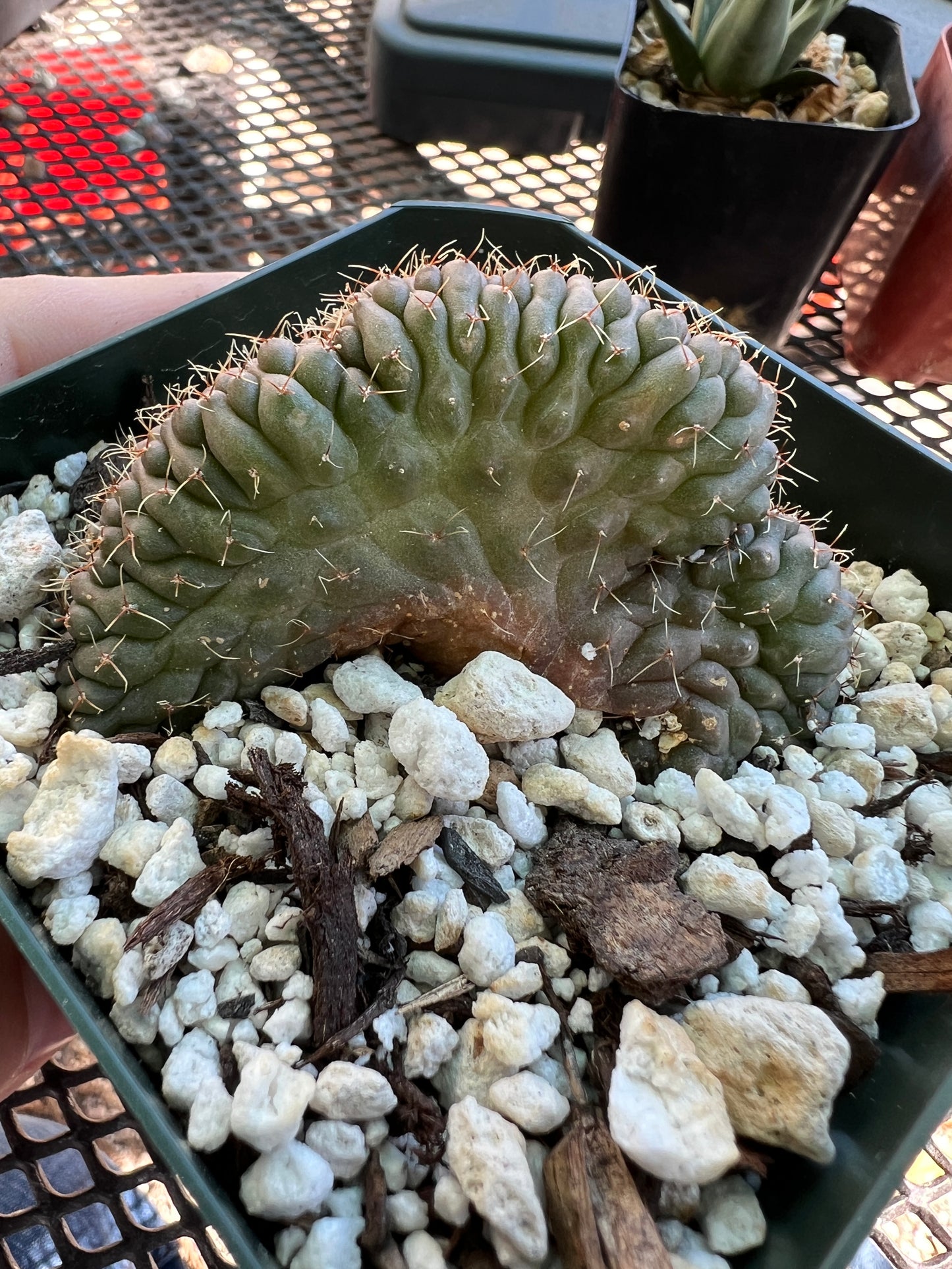 Gymnocalycium ochoterranae crest