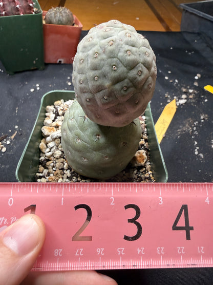 Tephrocactus geometricans 843
