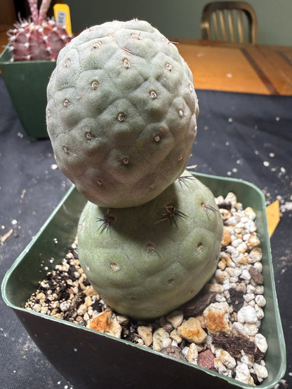 Tephrocactus geometricans 843