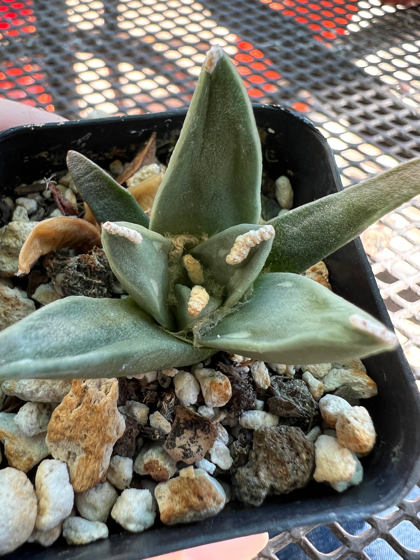 Ariocarpus Pectinatus very rare plant