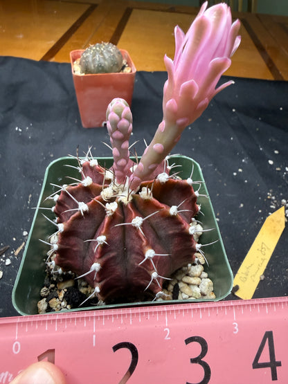 Gymnocalycium friedrichii 851