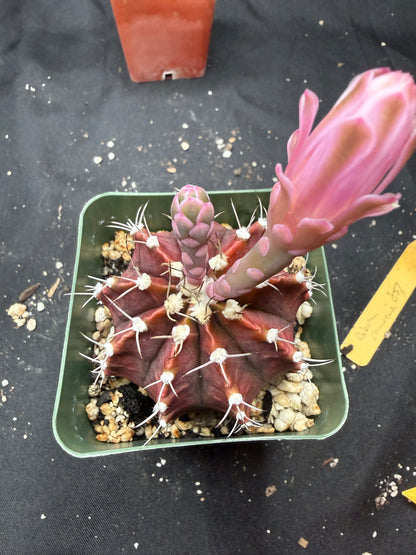 Gymnocalycium friedrichii 851
