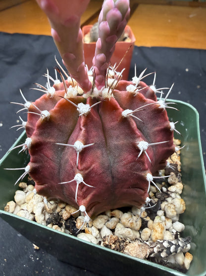 Gymnocalycium friedrichii 851
