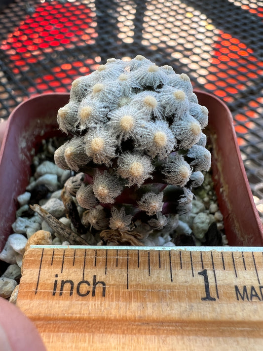 Mammillaria theresae miniature plant