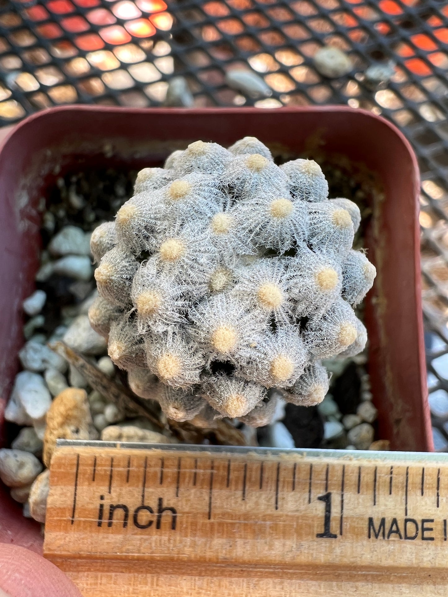 Mammillaria theresae miniature plant