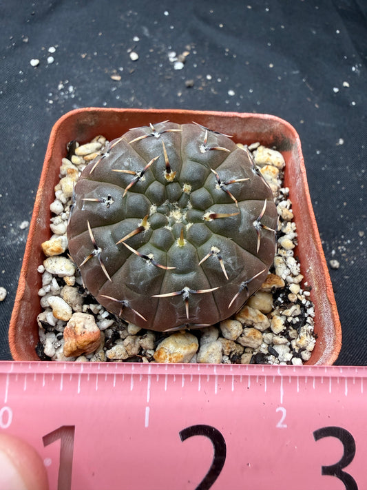 Gymnocalycium bodenbendarium 1387