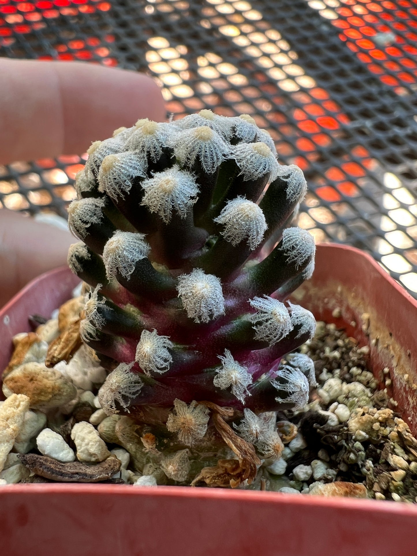 Mammillaria theresae miniature plant