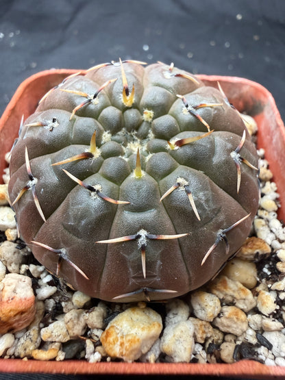 Gymnocalycium bodenbendarium 1387