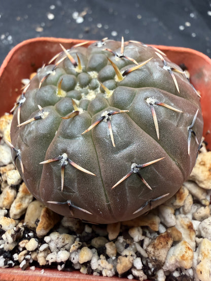 Gymnocalycium bodenbendarium 1387