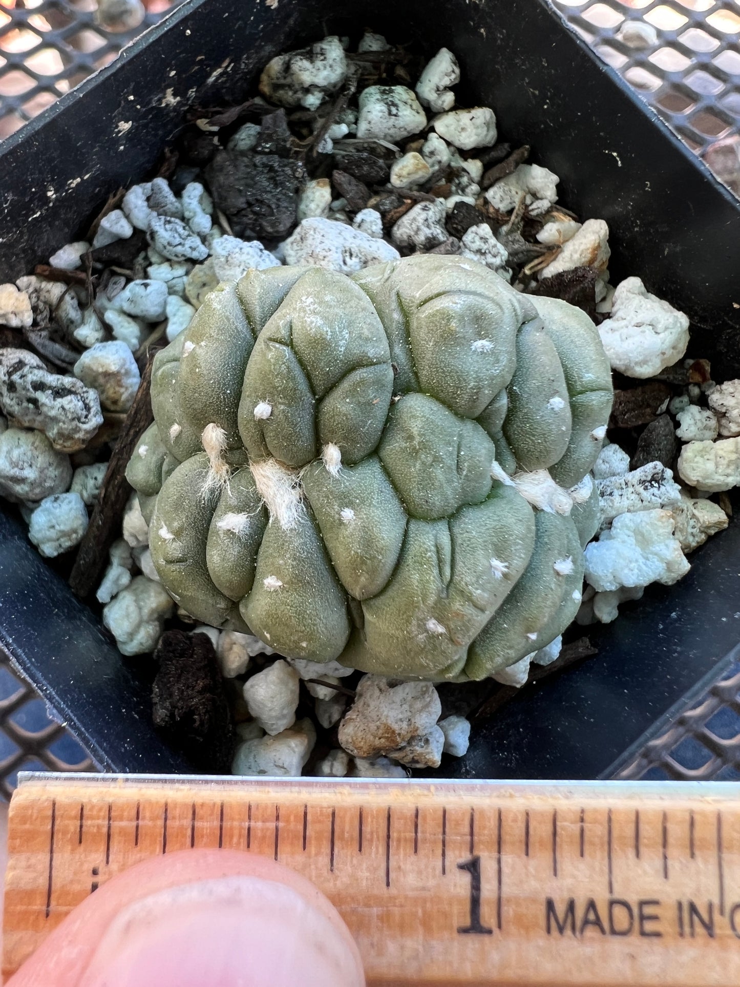 Astrophytum asterias kikko crest #2