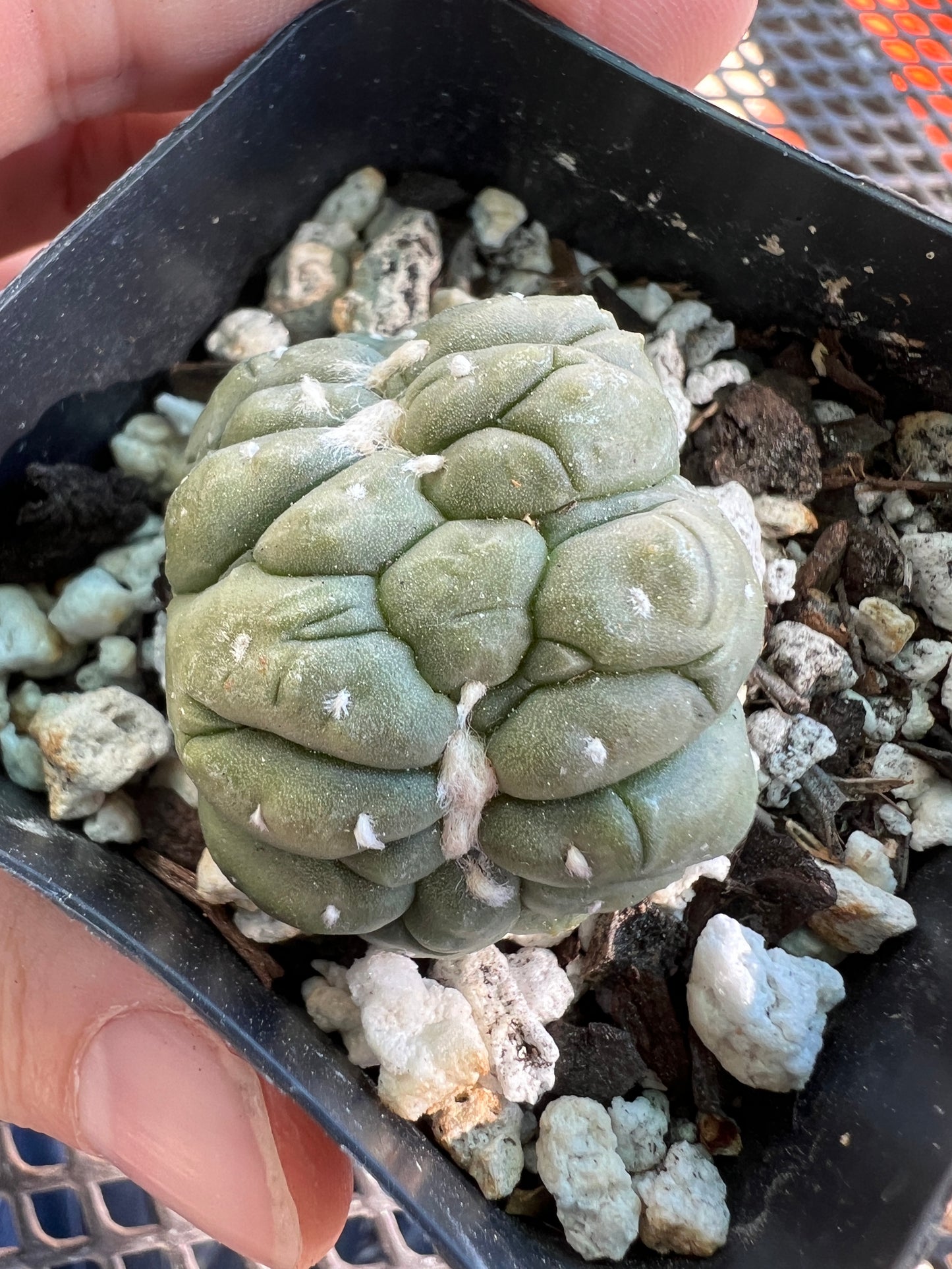 Astrophytum asterias kikko crest #2