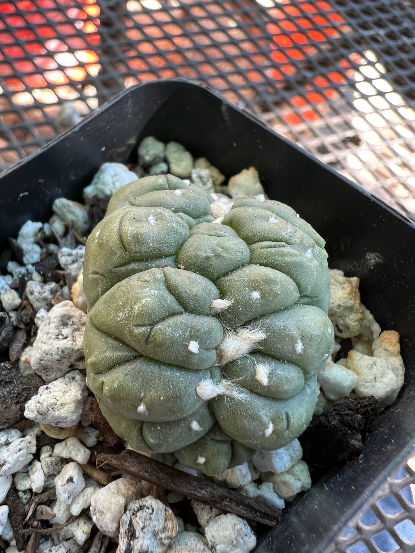 Astrophytum asterias kikko crest #2