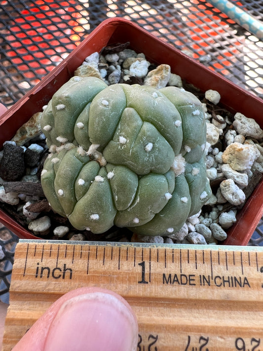 Astrophytum asterias kikko crest #3