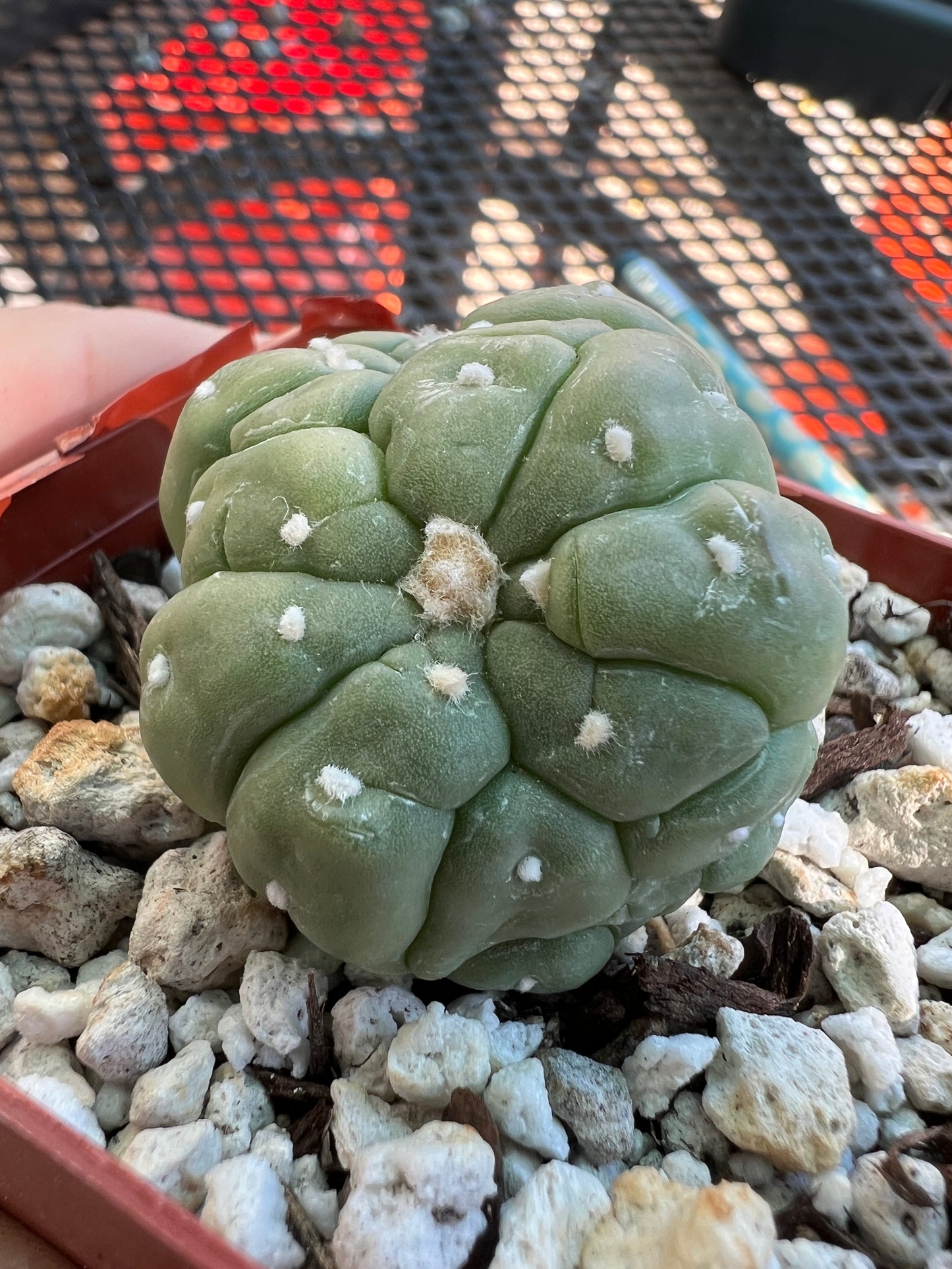 Astrophytum asterias kikko crest #3