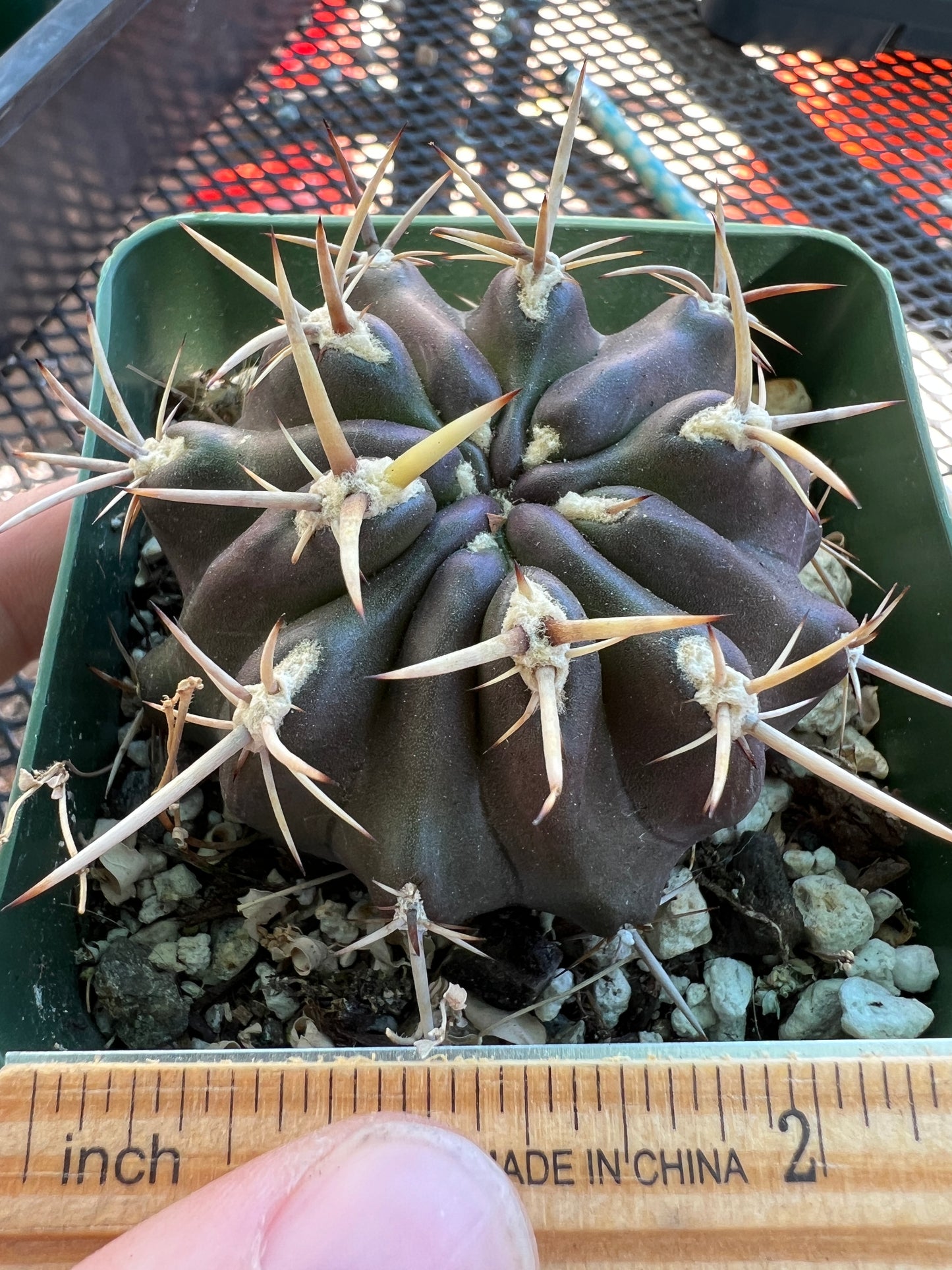 Neoporteria aspillagai rare plant