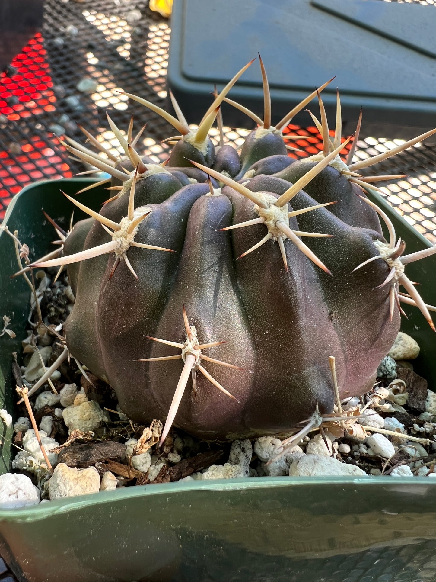 Neoporteria aspillagai rare plant