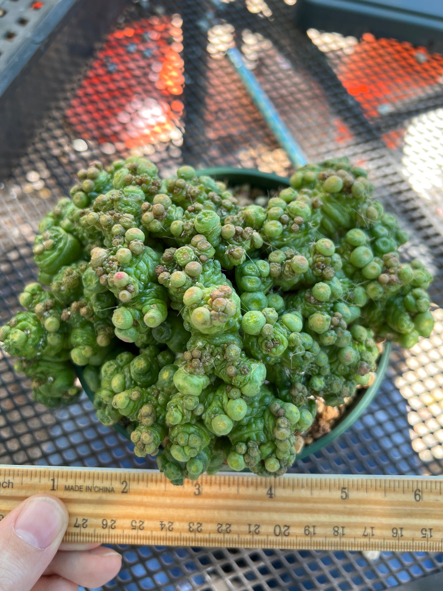 Mammillaria fred monstrose specimen