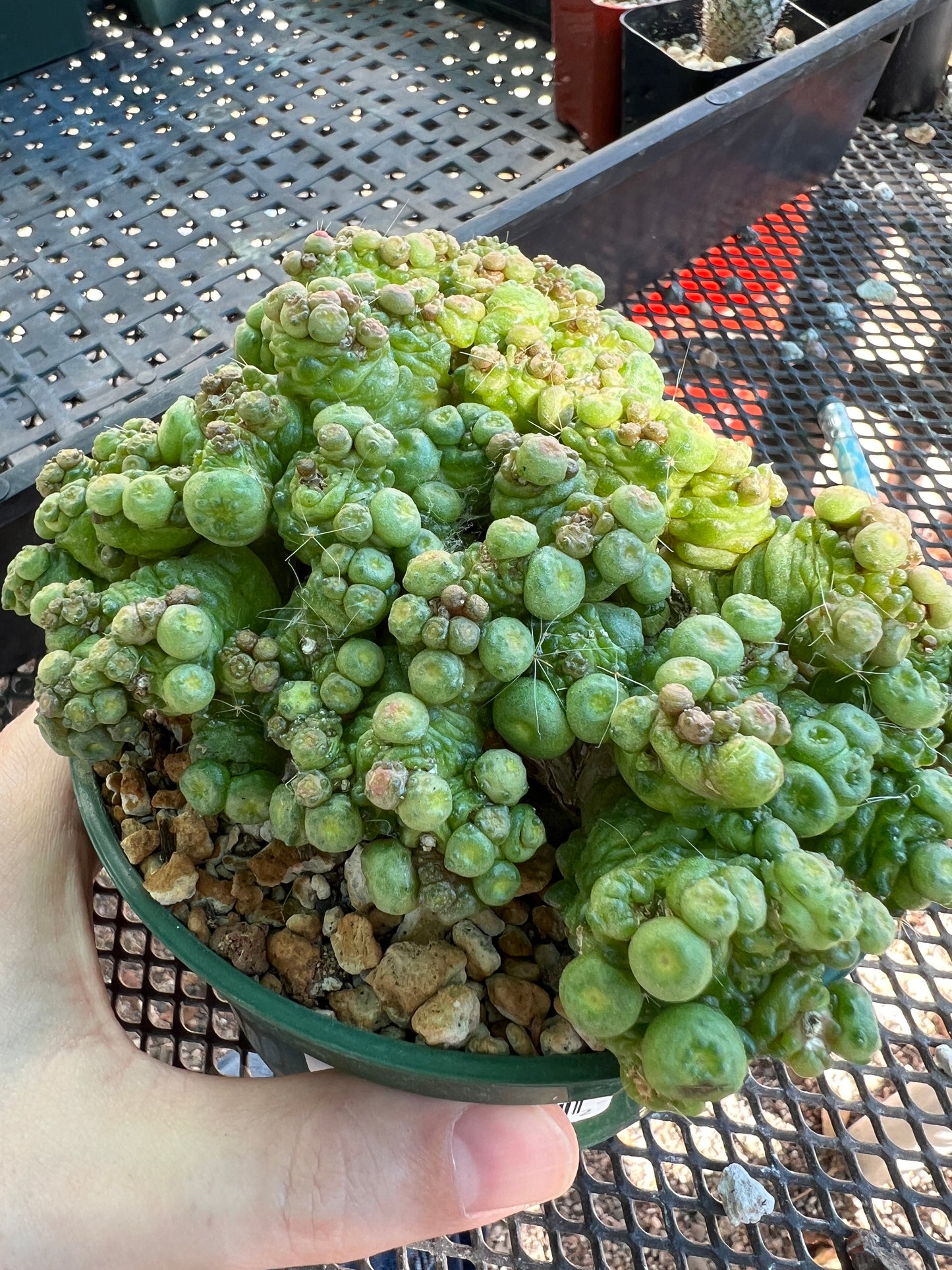 Mammillaria fred monstrose specimen