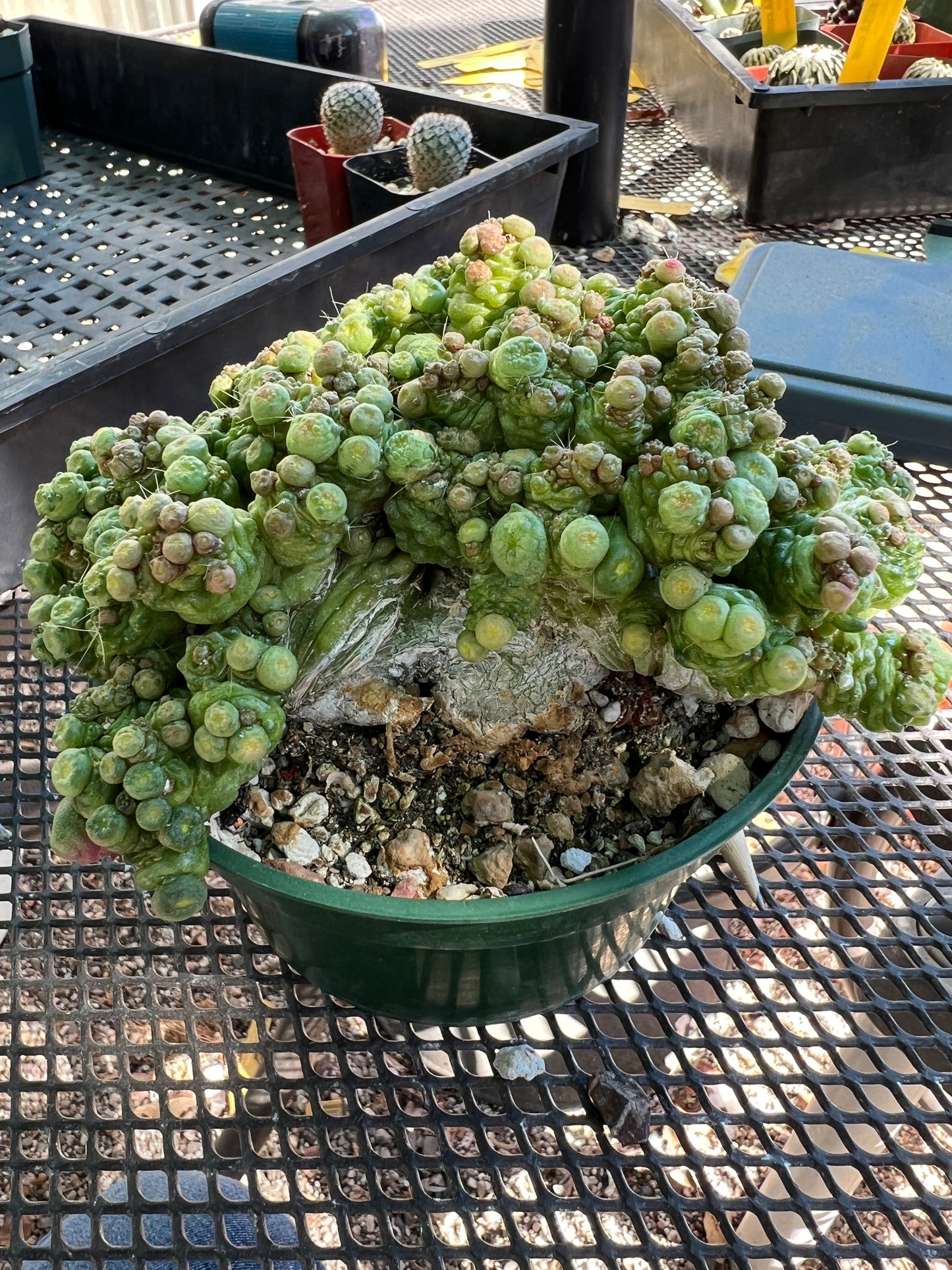 Mammillaria fred monstrose specimen