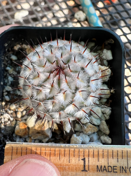 Mammillaria perezdelarosae v. Andersonii #2