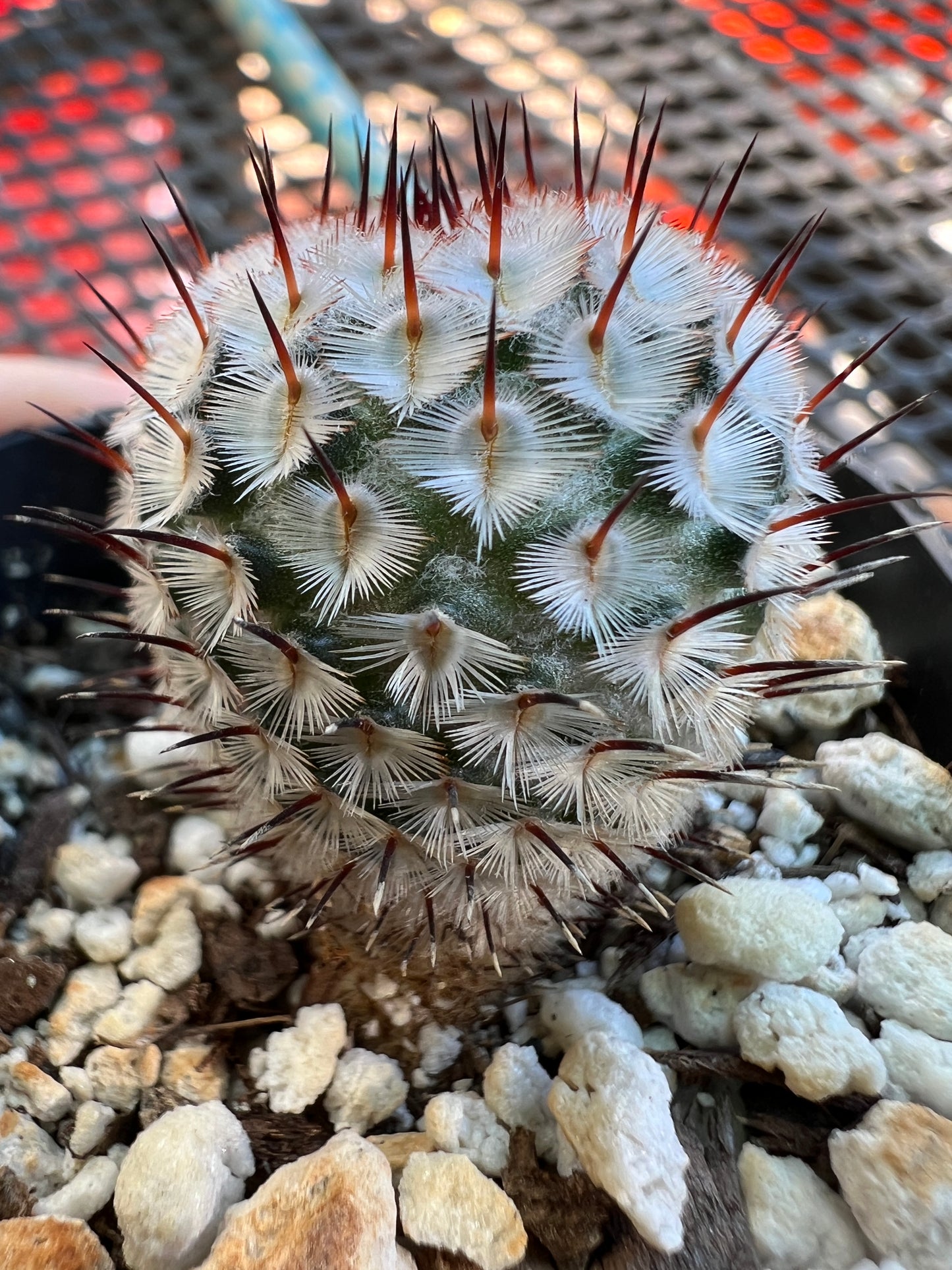 Mammillaria perezdelarosae v. Andersonii #2