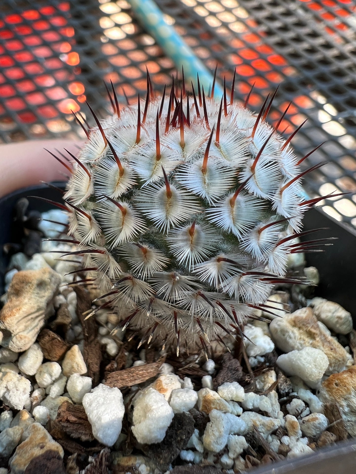 Mammillaria perezdelarosae v. Andersonii #2