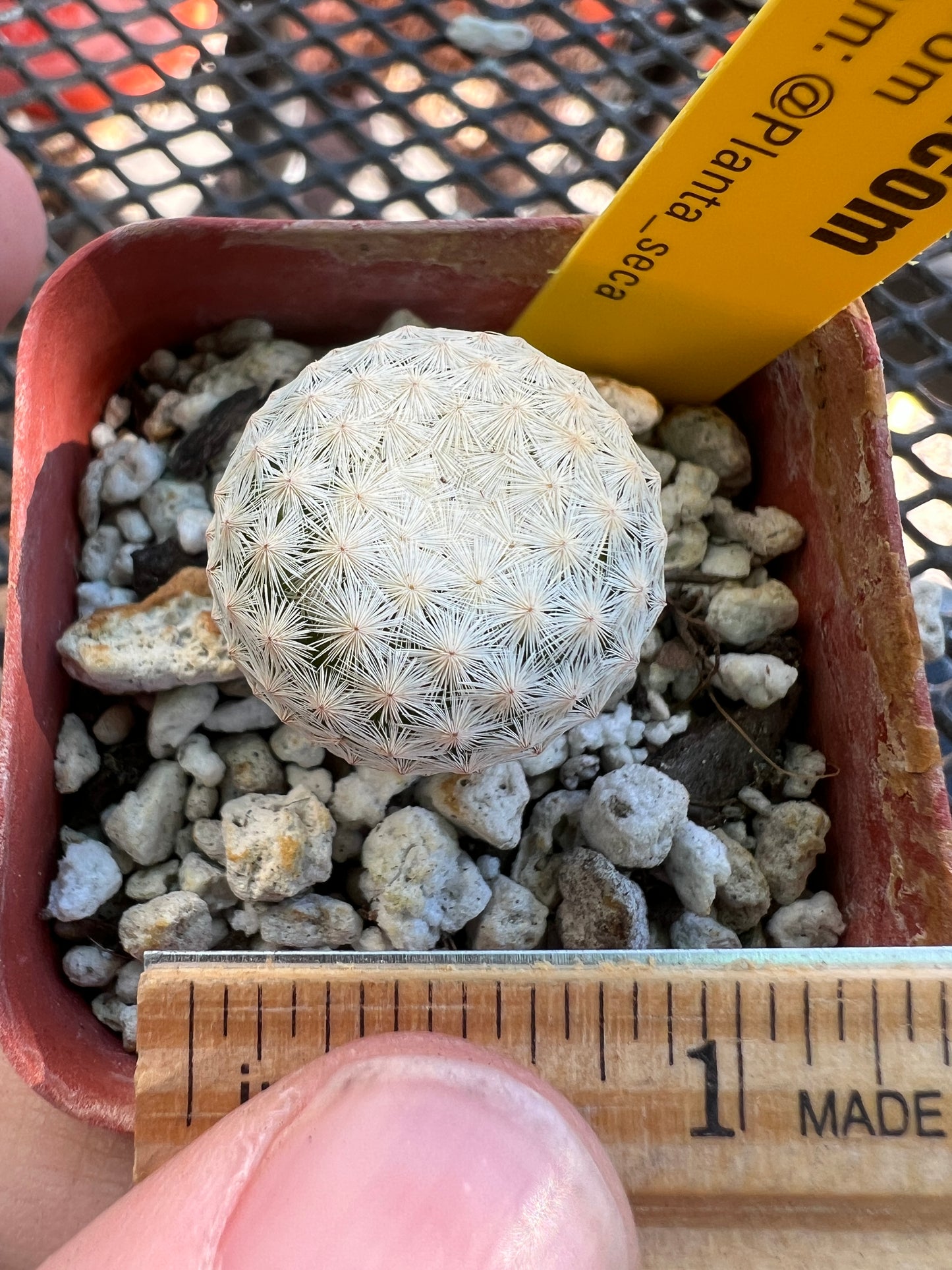 Mammillaria herrerae rare cactus