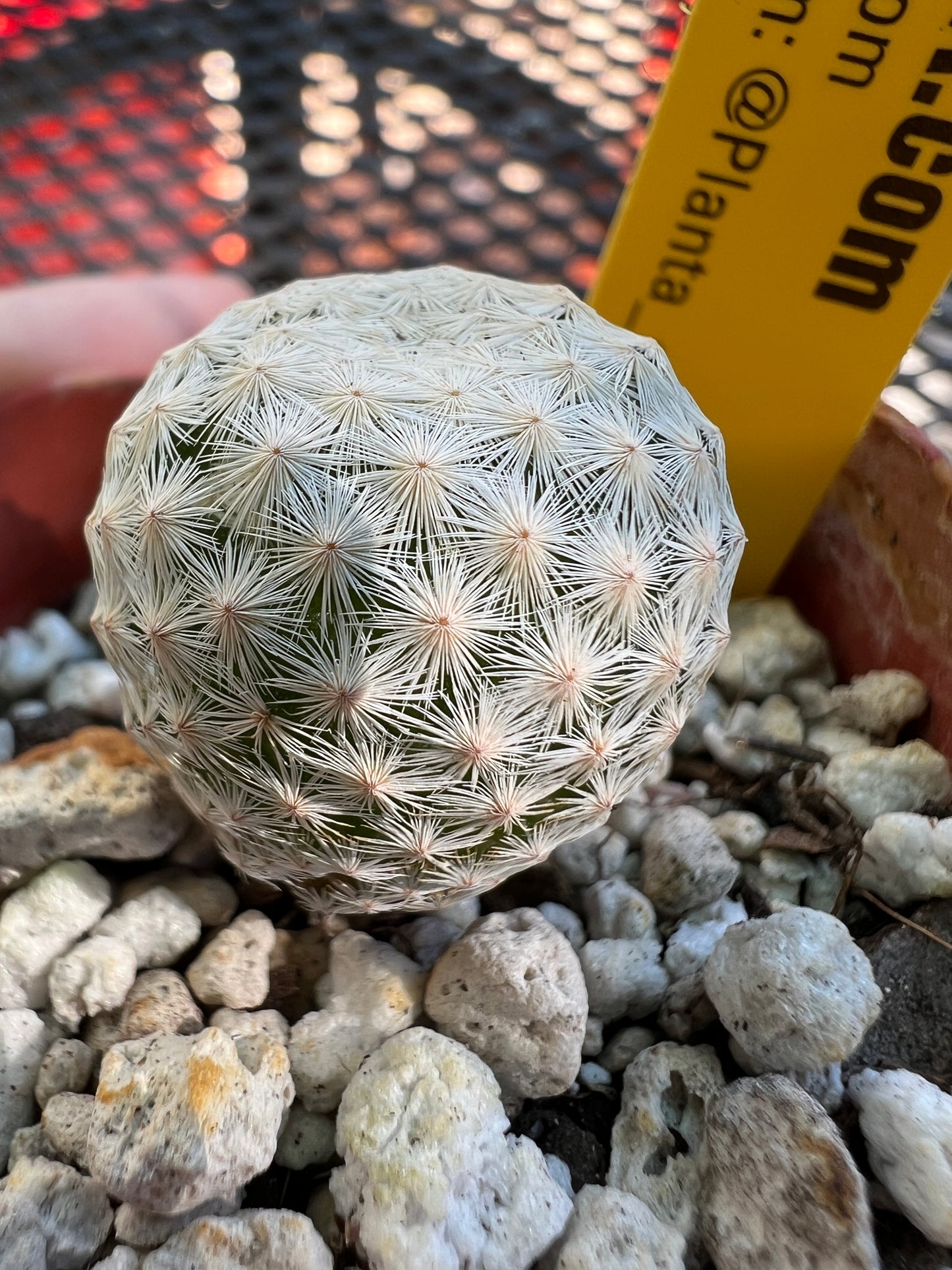 Mammillaria herrerae rare cactus