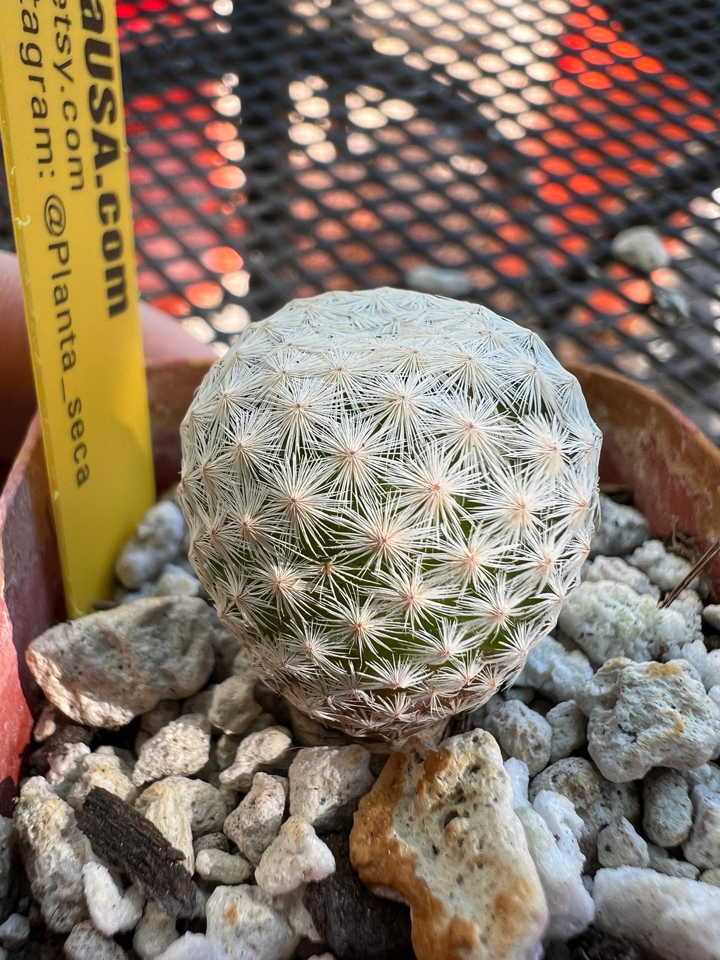 Mammillaria herrerae rare cactus