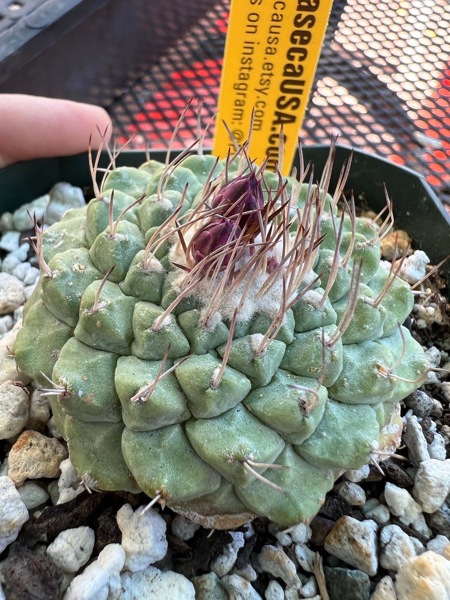 Strombocactus disciformis x pulcherimus cactus large