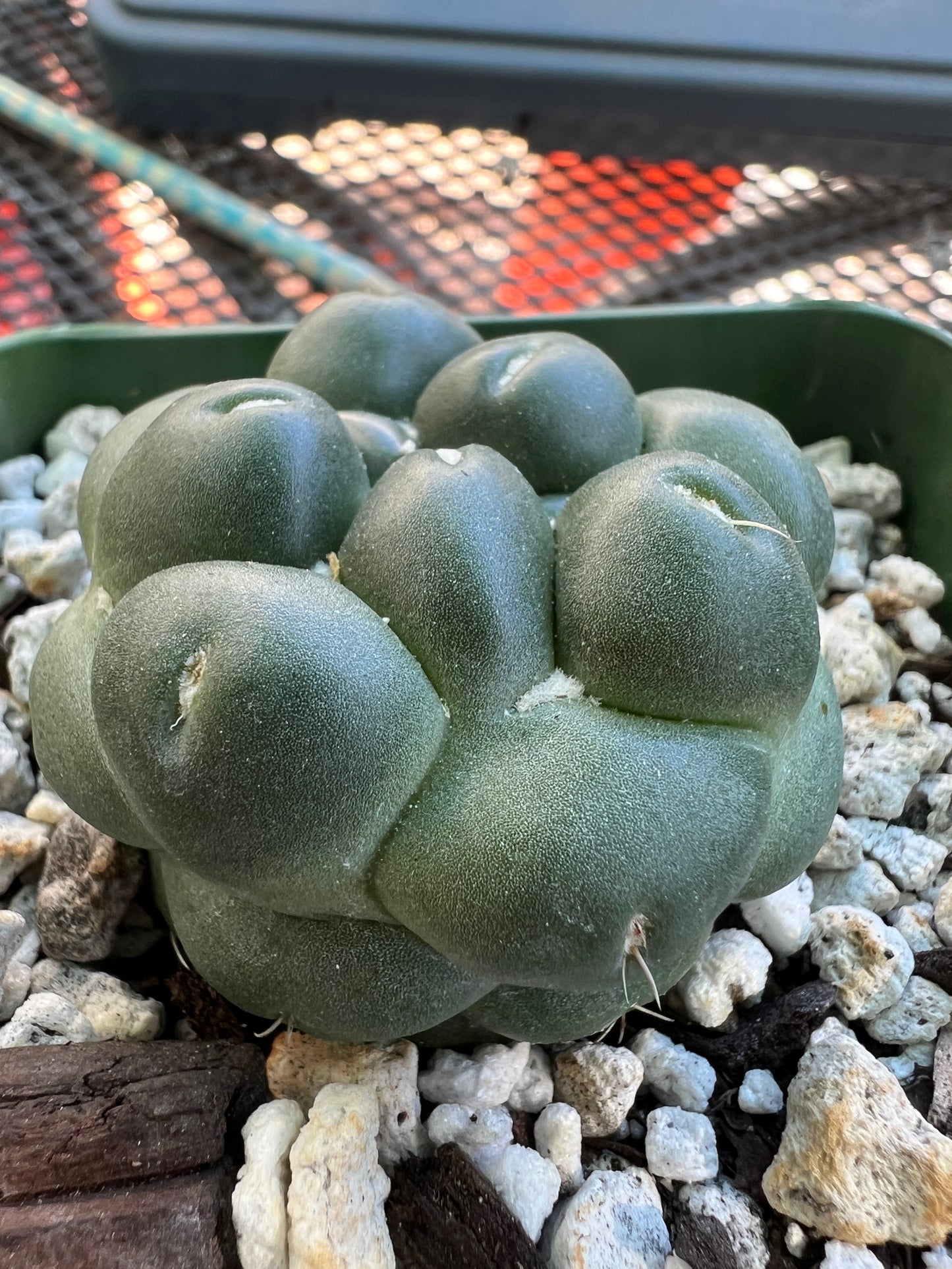 Coryphantha Elephantidens inermis cactus #3