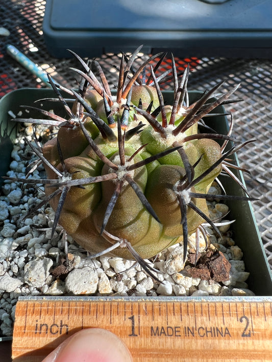 Copiapoa grieseoviolacea cactus in 3.25 inch pot big plant