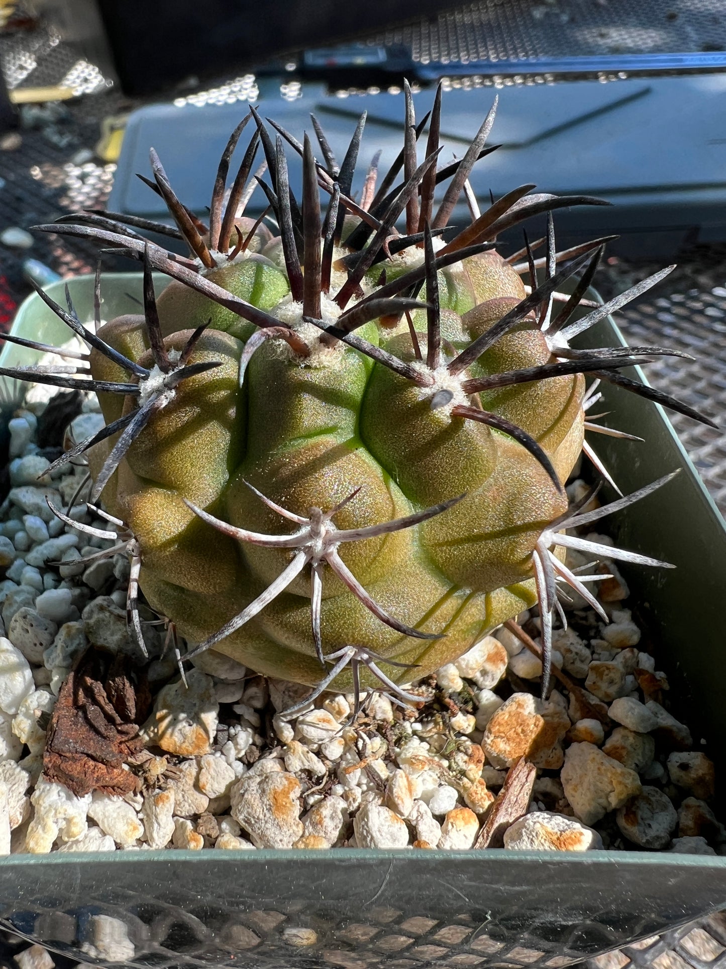 Copiapoa grieseoviolacea cactus in 3.25 inch pot big plant