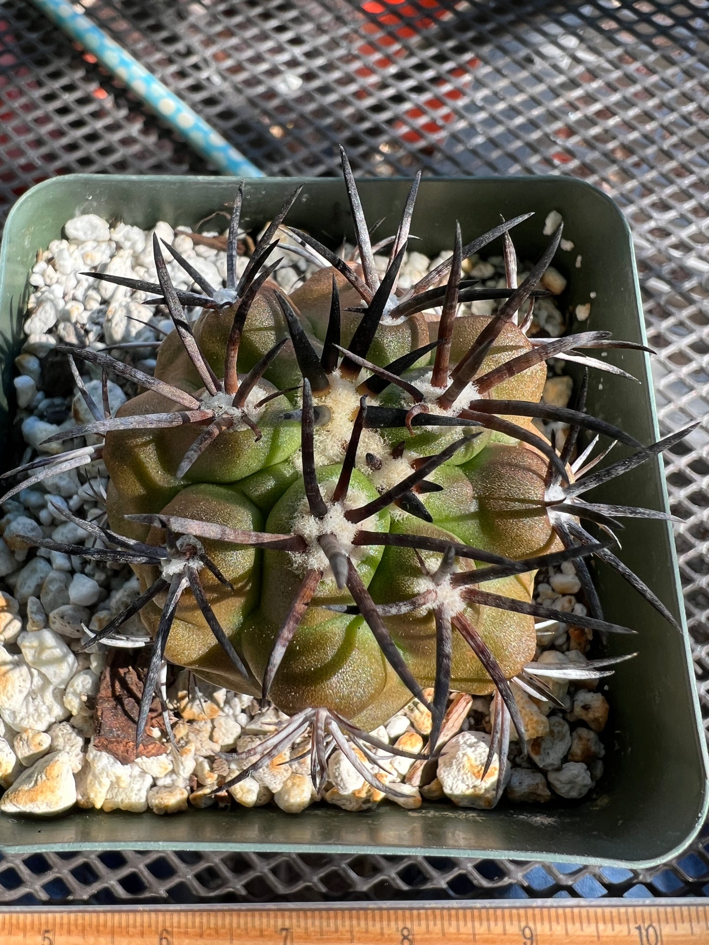 Copiapoa grieseoviolacea cactus in 3.25 inch pot big plant