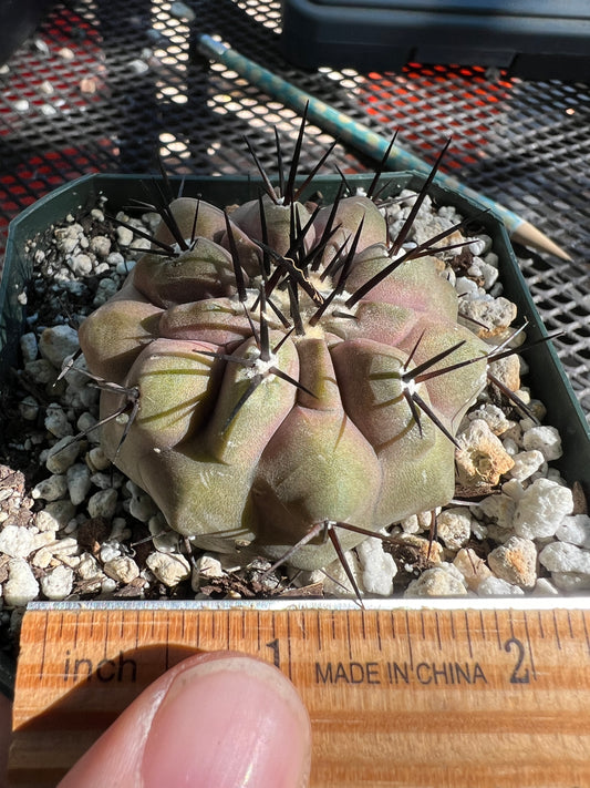 Copiapoa cinerea cactus rare #1