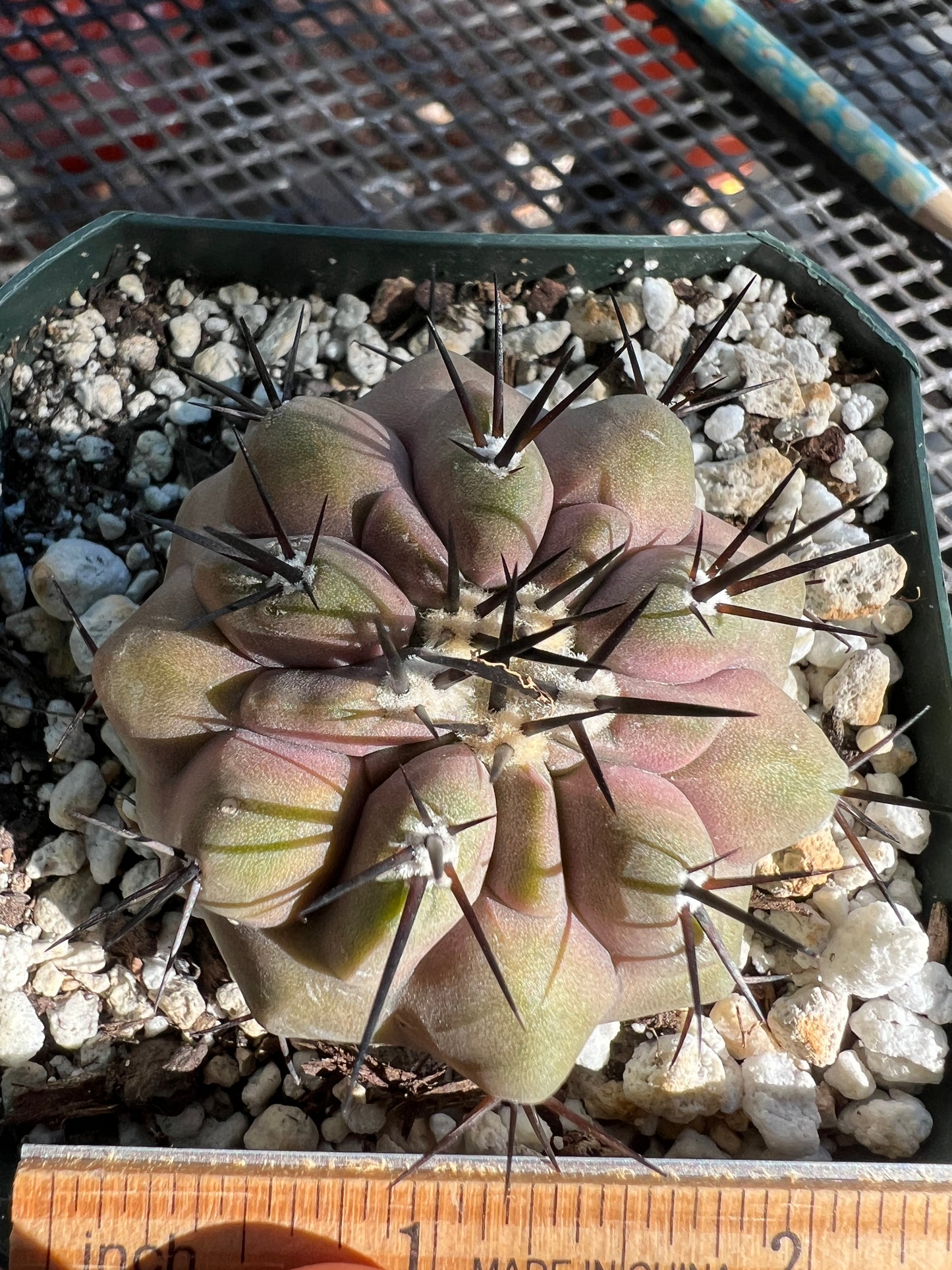 Copiapoa cinerea cactus rare #1